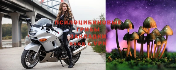 прущие грибы Новозыбков