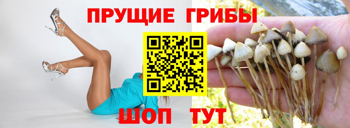 Галлюциногенные грибы Psilocybe Касимов